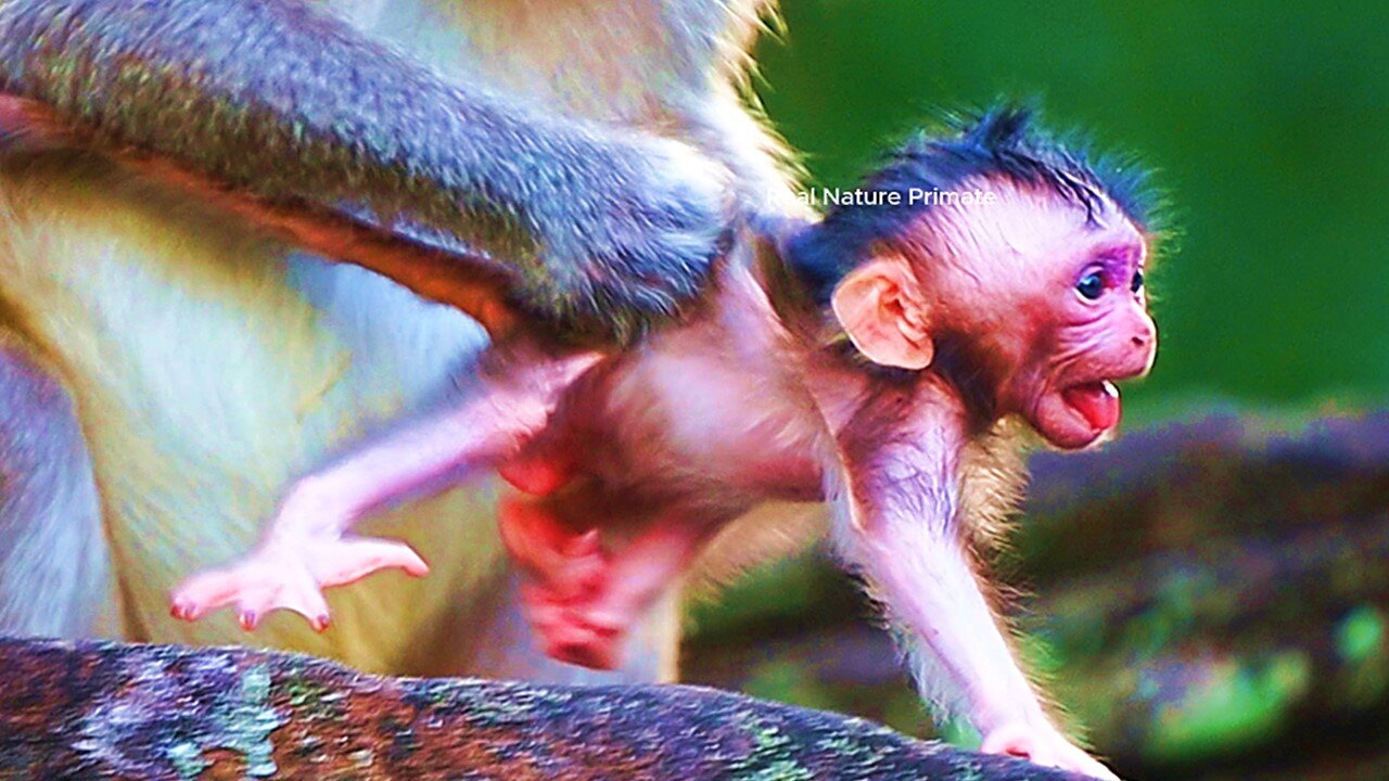 Mom Monkey Button Carry Her Newborn Baby Monkey Without Mercy