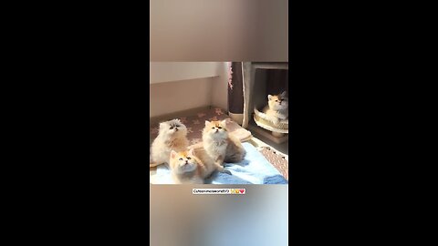 cat funny video😍