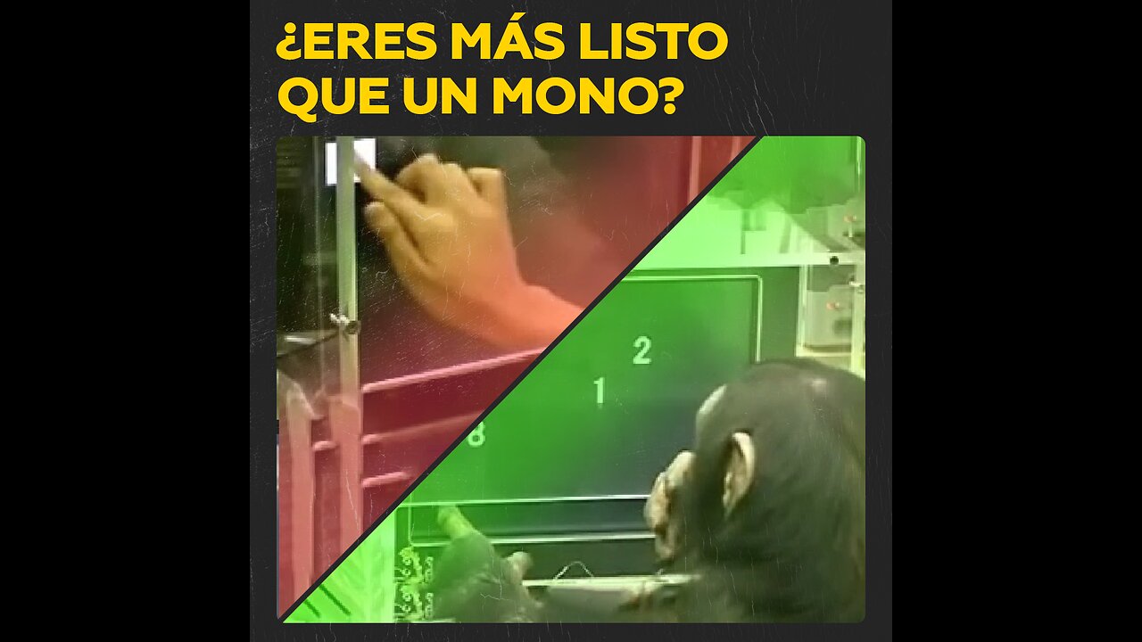 Los chimpancés tienen mejor memoria que las personas en ciertas tareas