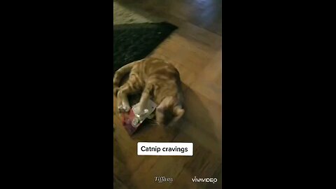 Cute and funny reaction to Cat nip cravings