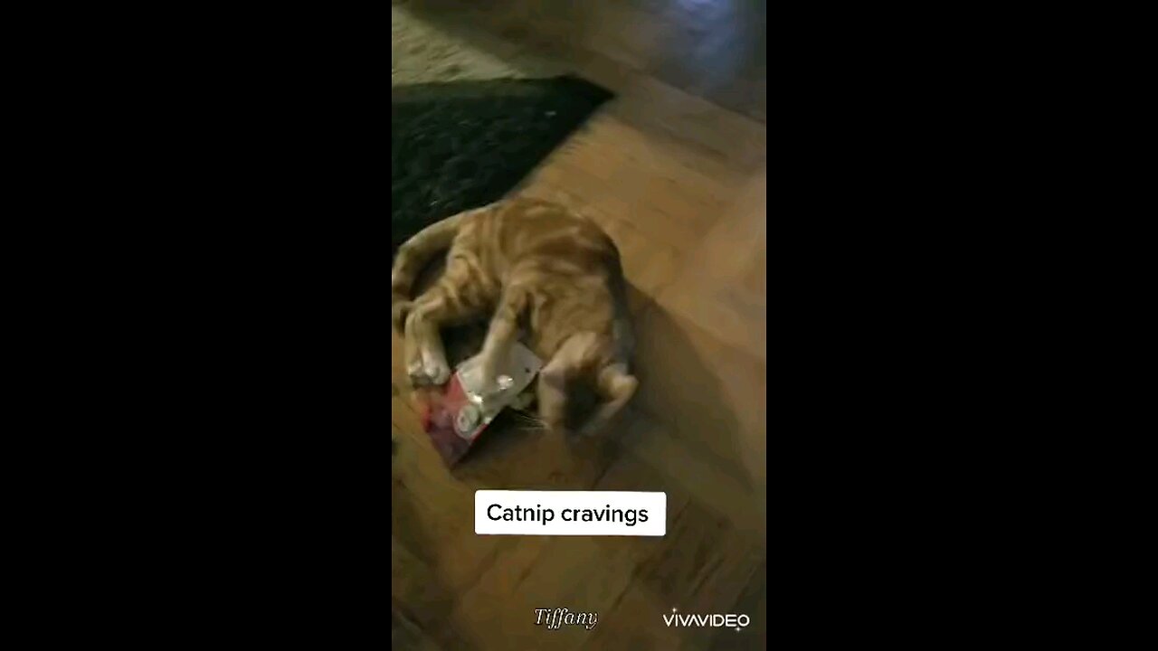 Cute and funny reaction to Cat nip cravings