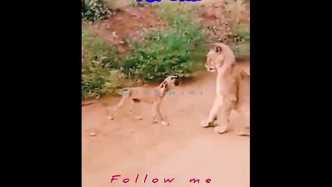 dogvs lion Viral viralhuskey Dogs & Puppies viral videos funny videos funny dogs funny pets