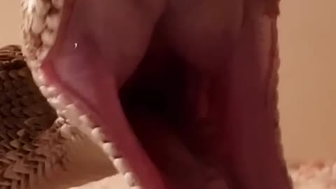 Snake Super Yawn | Pets Translated