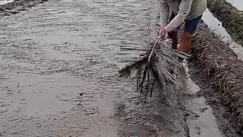 Rice nursery