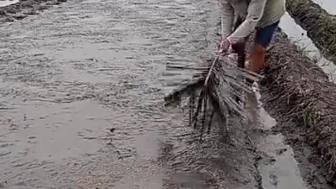 Rice nursery