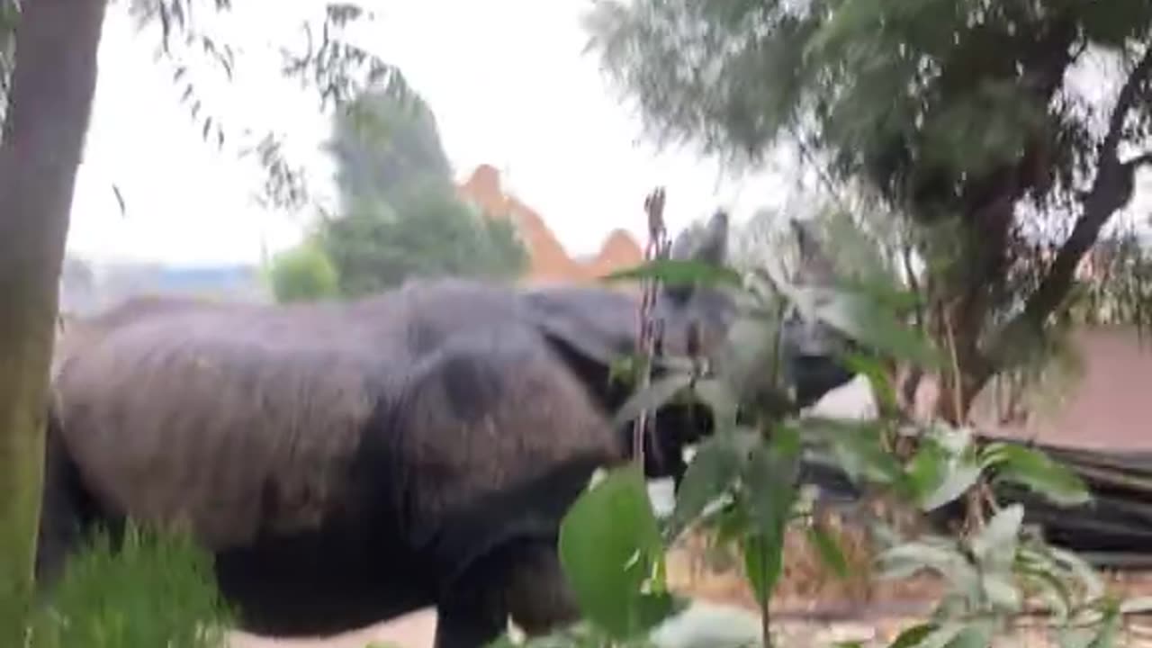 Rhinos rampage through residential areas