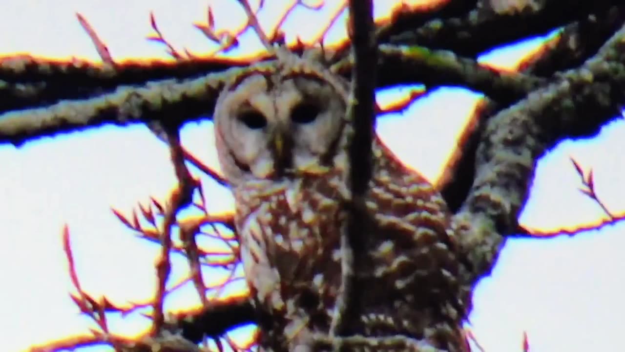 Barred Owl