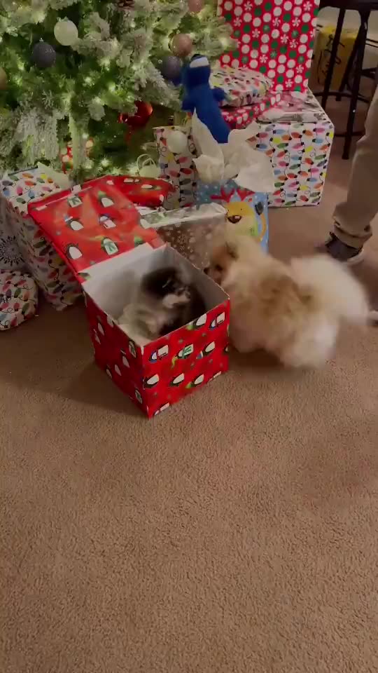 Loves the Christmas present 😊