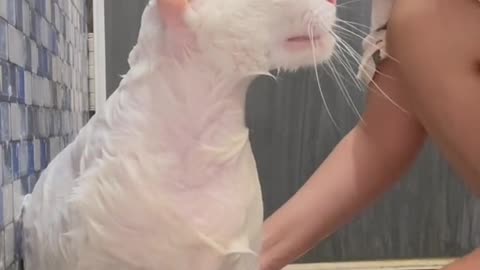 Funny Cat Video 69 - bathing a white cat