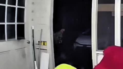 BEAR ENTERS A HOUSE AND CAUSES FEAR