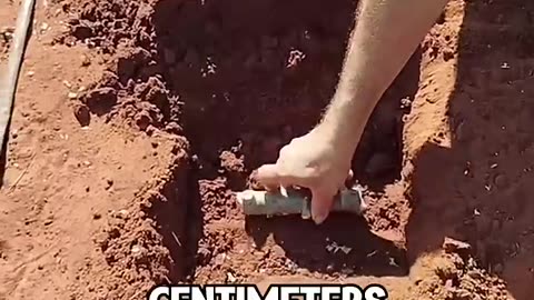 Brazil unique plants growing ideas 💡..