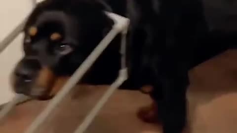 Funny cats and animals videos