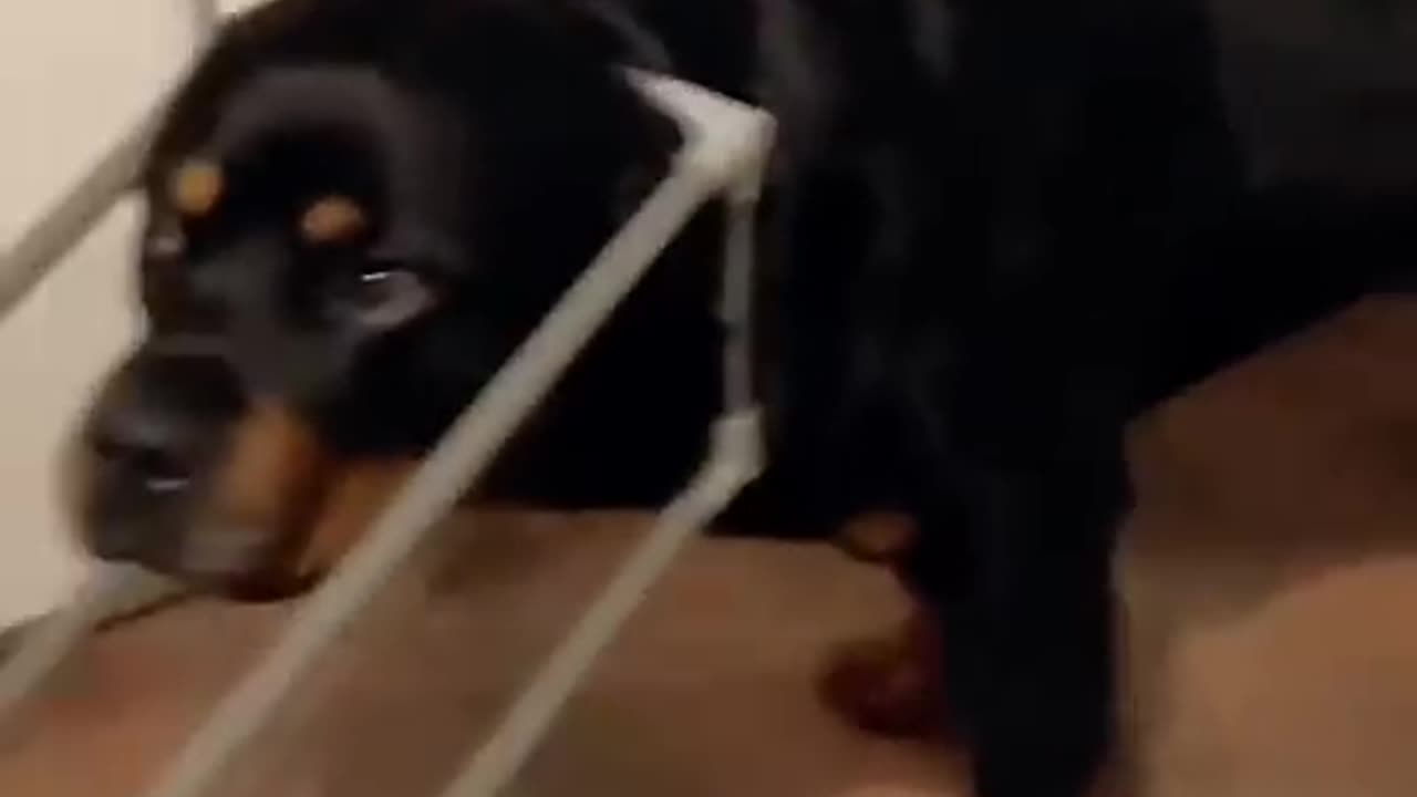 Funny cats and animals videos
