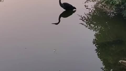 Blue heron up close at the lake