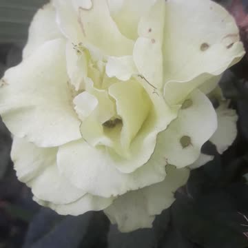 What happened to the green rose