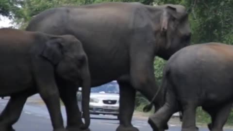 Elephant Herd Blocks Highway: Drivers' Priceless Reactions!