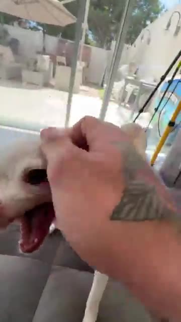 Do you like the Kuchi Kuchi____(360P)