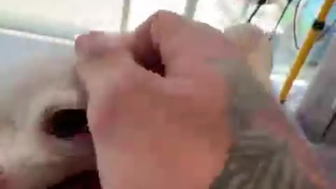 Do you like the Kuchi Kuchi____(360P)