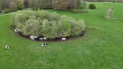 Cows have incredible peripheral vision