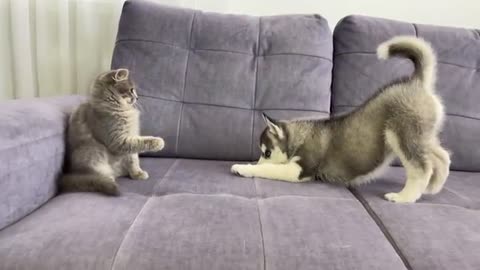 Husky Puppy Reacts To Meeting Kitten For The First Time! [CUTEST VIDEO EVER]