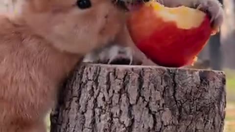 puppy eat apple