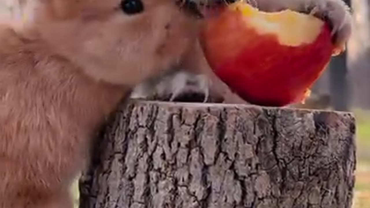 puppy eat apple