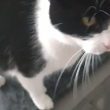 Its could, cats and dogs at home 🙀🐕😸