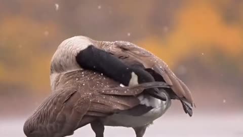 Getting a winter shower