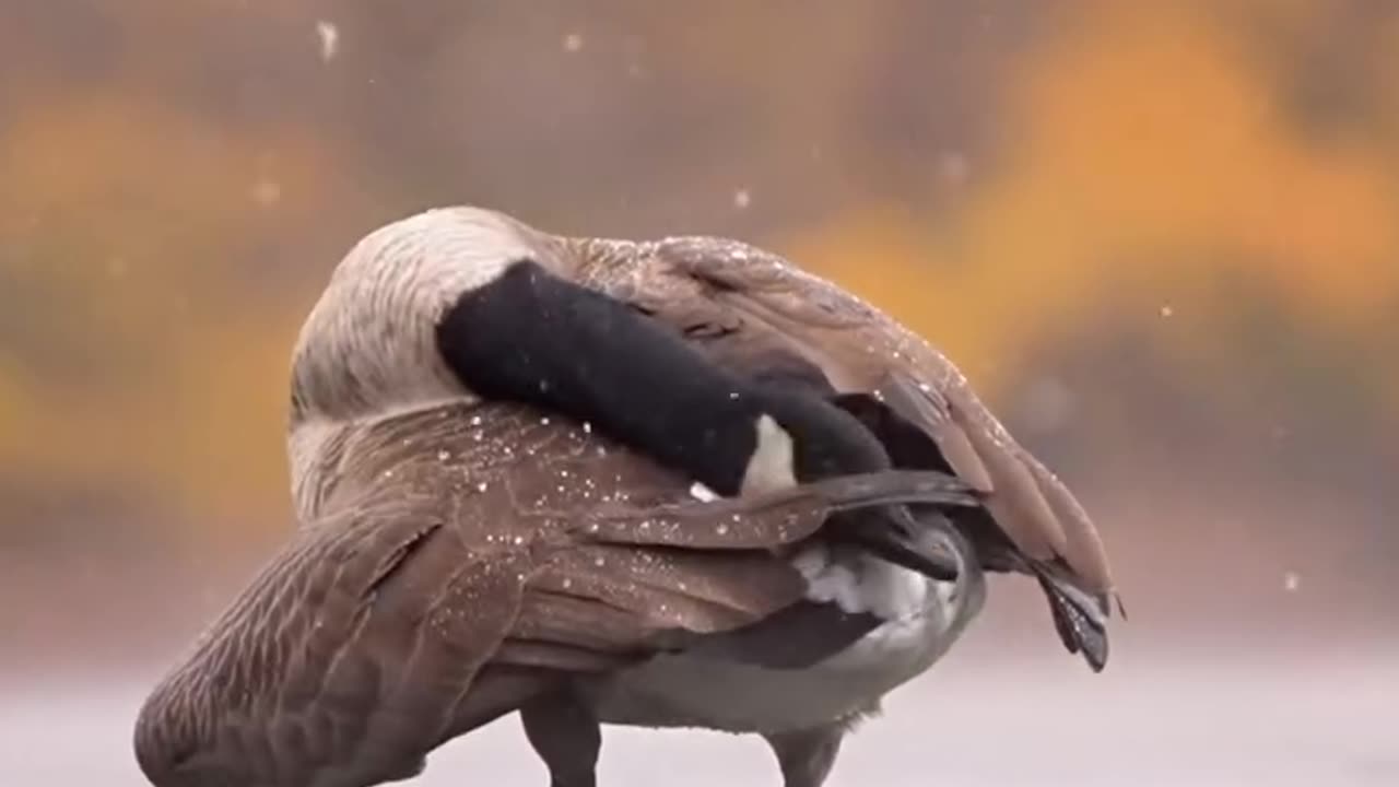 Getting a winter shower