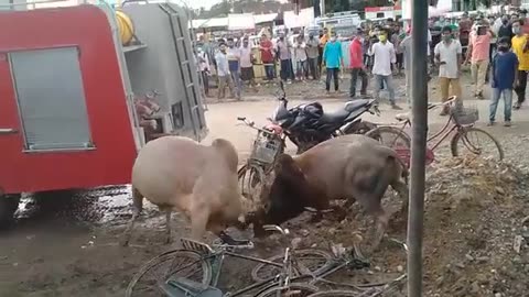 Street Bull Fighting