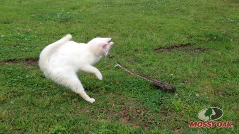 Cat vs snake in green yard #pet adventure #MeoWnMore