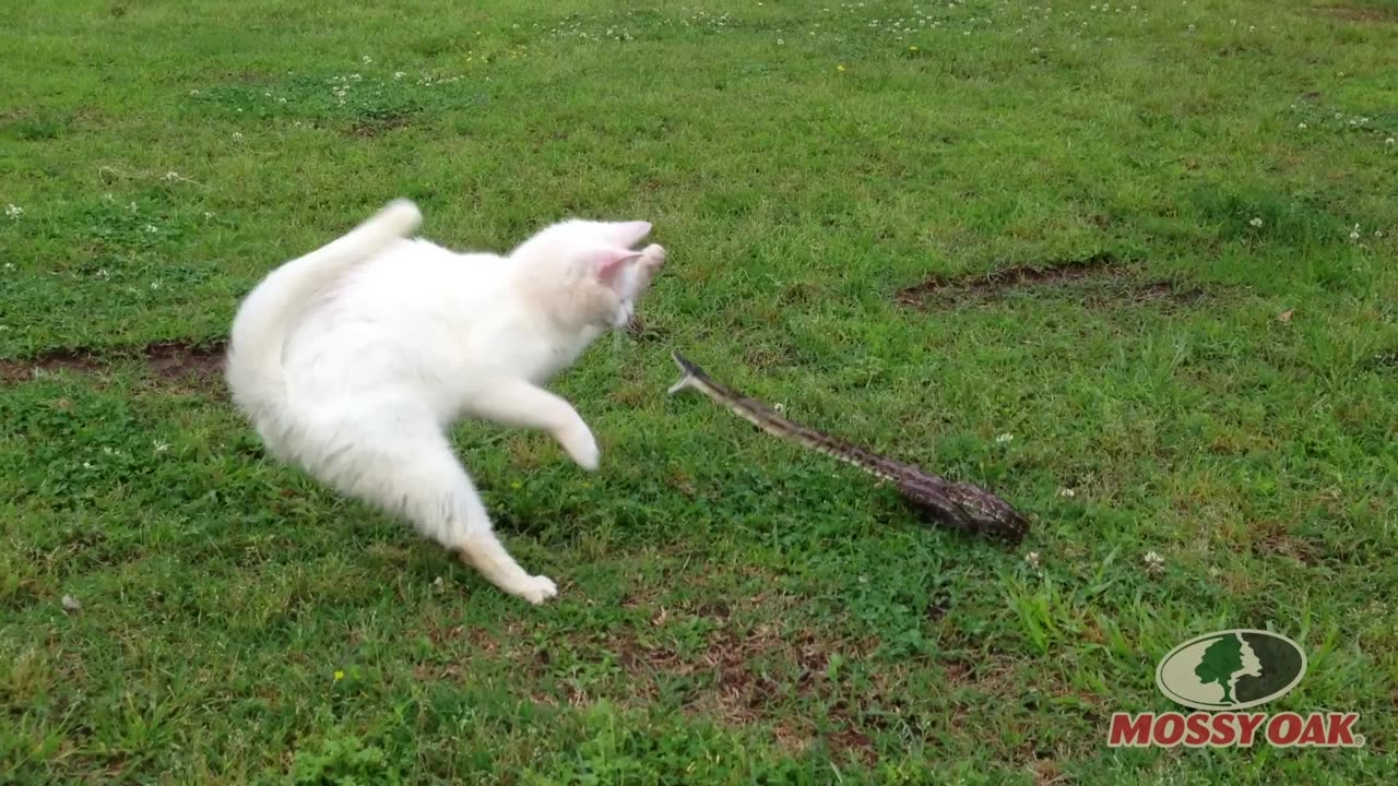 Cat vs snake in green yard #pet adventure #MeoWnMore