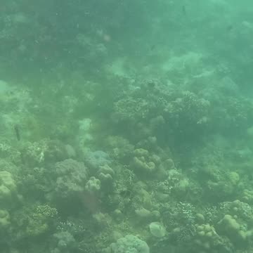 Snorkeling Morning!!