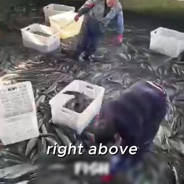 China’s Controversial Farm Hack—Genius or Disgusting?