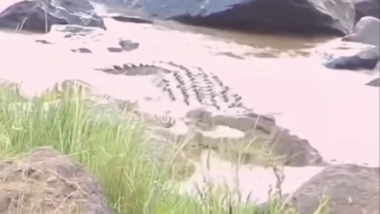 "Deadly crocodile roll