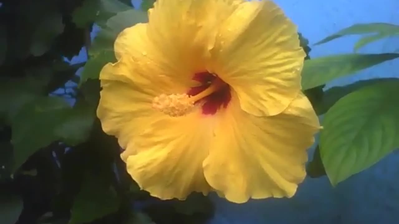 Yellow hibiscus flower, shows all its beauty in a small garden [Nature & Animals]