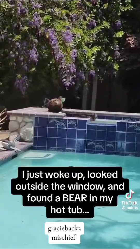 Bear in a hot tub