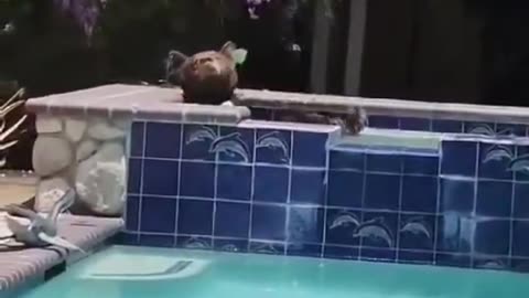 Bear in a hot tub