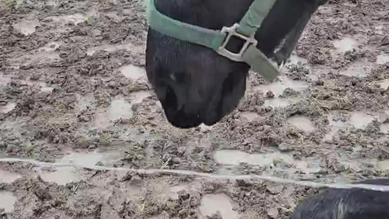 Feeding Time!!! #horses #shorts