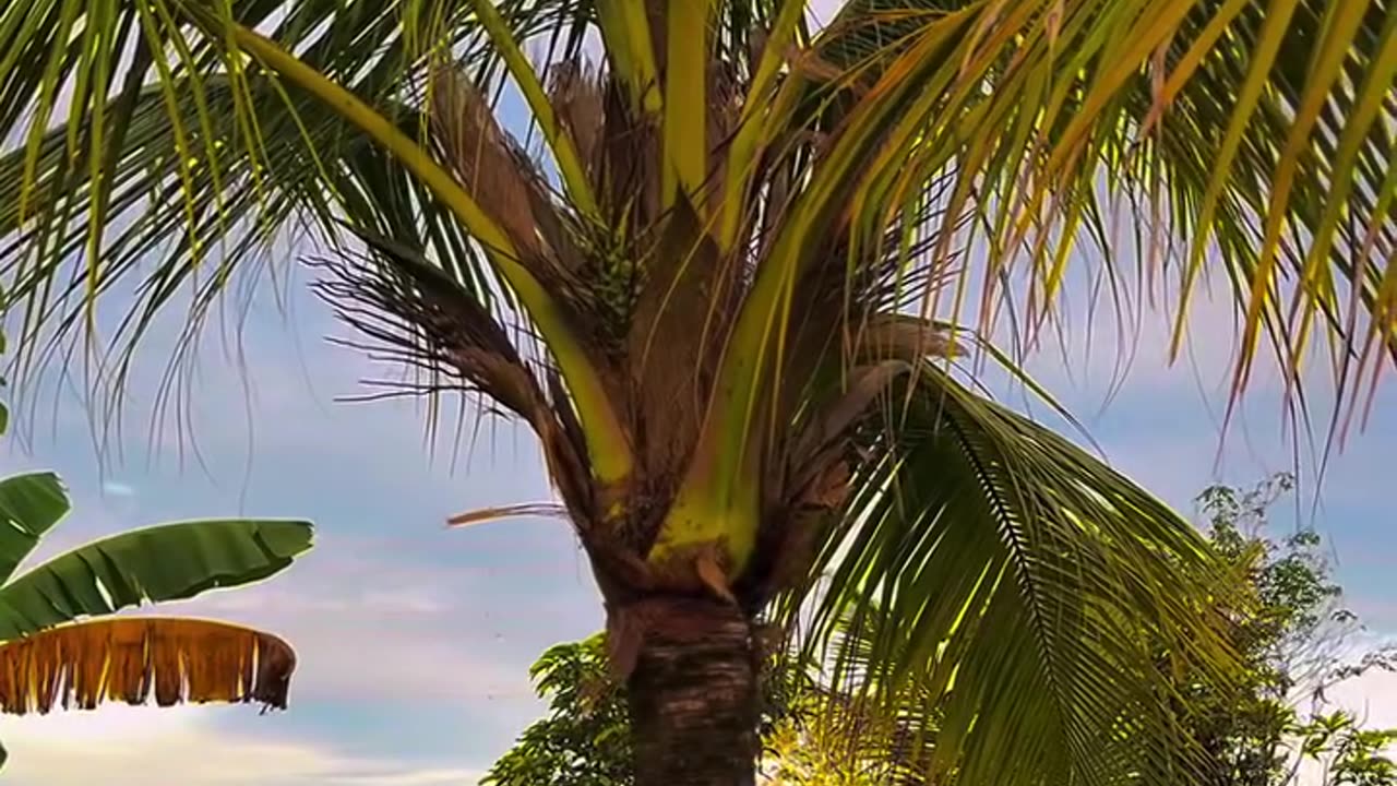 Whispers of Nature: A Cinematic Garden Journey