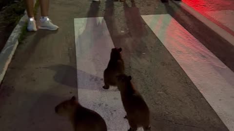 Baby Capybaras Cross The Street