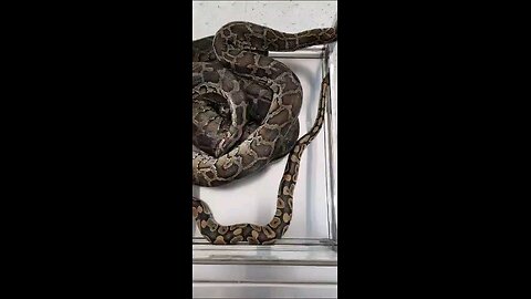 This is REAL 🐍🐍🐍 #snake #snakevideo #paitan #wipers #venom #venomous #snakebite #snakevenom