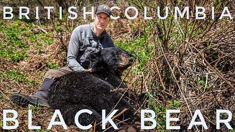 Black Bear Hunting British Columbia