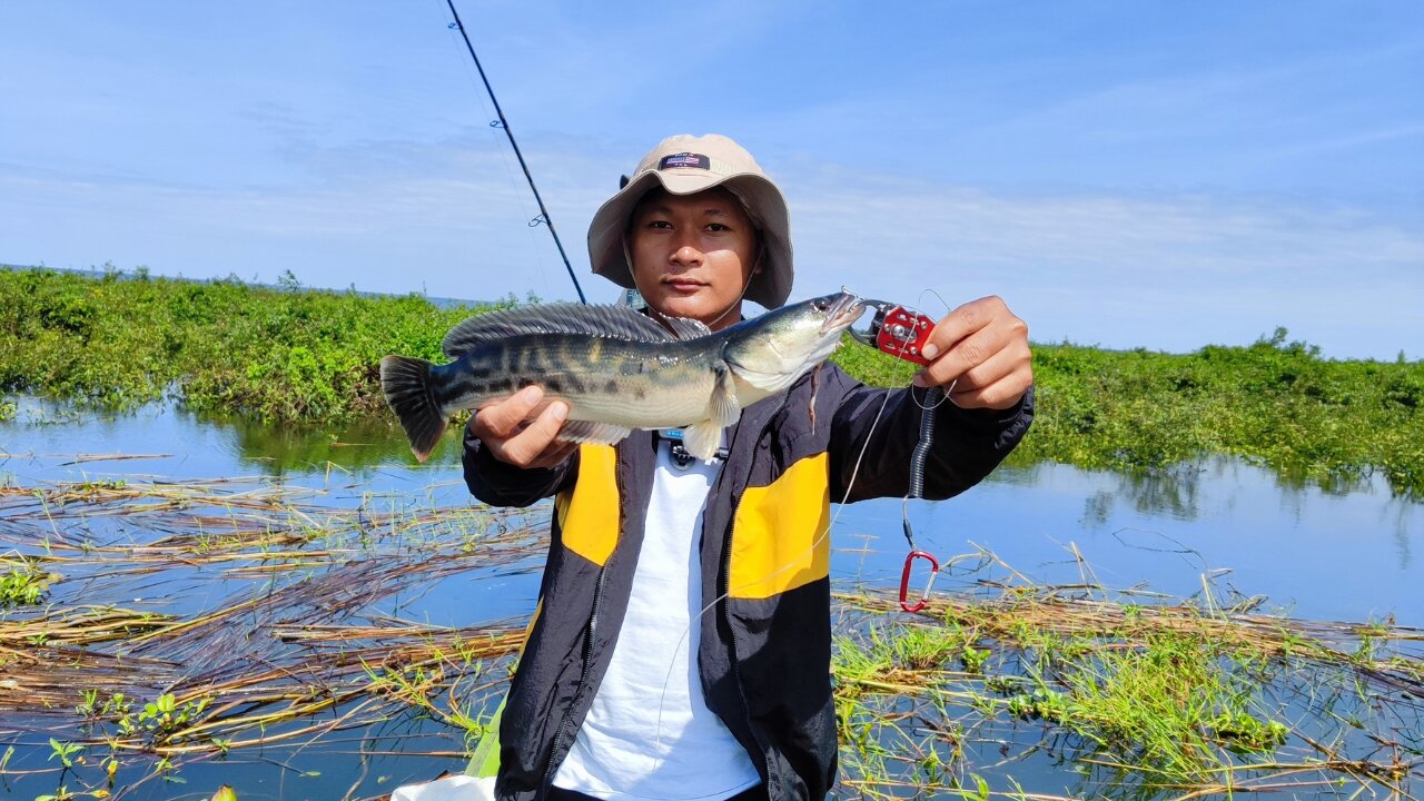 Giant Snakehead fishing at Tonlesab Lake