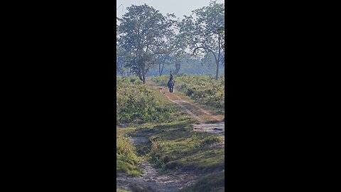 Elephant attack