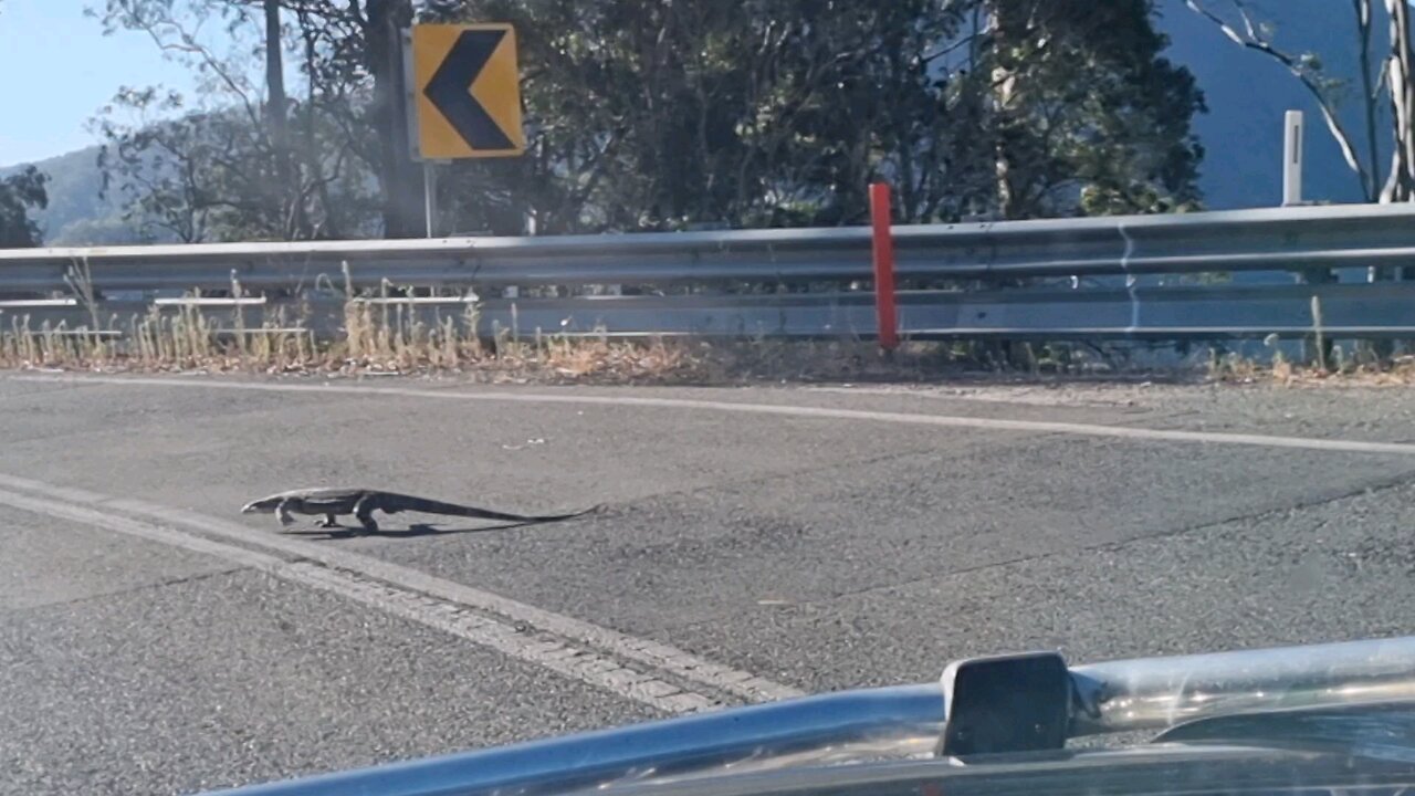 Australia Wildlife: Juvenile Goanna.