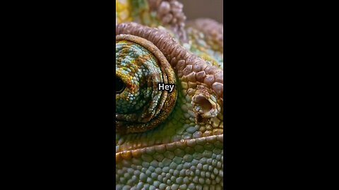 Chameleons' Eye Secrets Revealed!