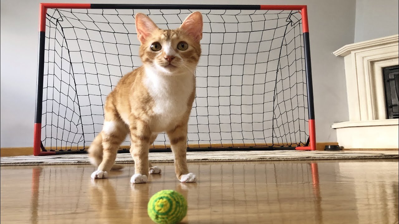 Goalkeeper Cat Training for the 2022 FIFA World Cup! 🐾 Epic Saves in Slow Motion!"