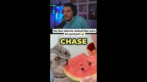 Taste Testing Cat #Funny #cat #reaction