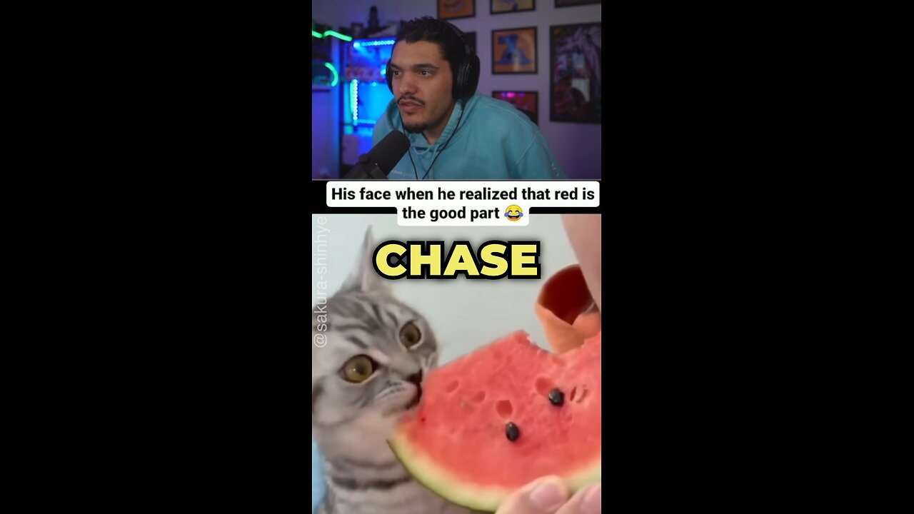 Taste Testing Cat #Funny #cat #reaction